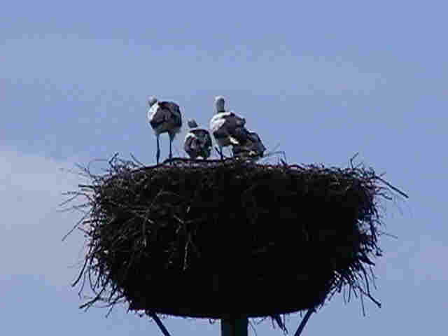 Storche im Nest